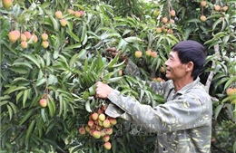 Phú Thọ đẩy mạnh cơ cấu ngành trồng trọt, nâng cao chất lượng cây trồng chủ lực
