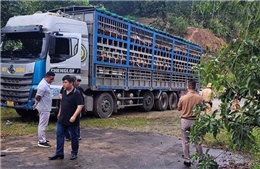 Dịch tả lợn châu Phi đã xuất hiện ở 11 xã của Phú Thọ