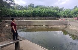 Cá chết hàng loạt ở Bắc Quang (Tuyên Quang): Chờ câu trả lời từ cơ quan chức năng