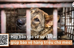 FOUR PAWS: Trộm cắp thú cưng là hoạt động được báo cáo nhiều nhất ở Việt Nam