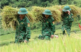 Mùa gặt ở A Lưới