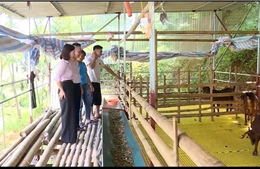 Dòng vốn tín dụng chính sách giúp vùng đất khó Tân Sơn vươn lên