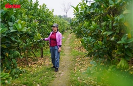 Vựa phật thủ Đắc Sở mất mùa, giá tăng dịp cận Tết