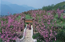 Ngỡ ngàng sắc hồng Anh đào kép phủ kín Fansipan tháng 4