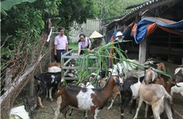 Tín dụng chính sách: 'Đòn bẩy' giúp  đổi thay diện mạo Quỳnh Lưu