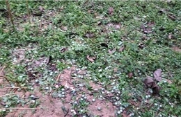 Mưa đá, dông lốc gây thiệt hại trên 30 tỷ đồng tại Lào Cai