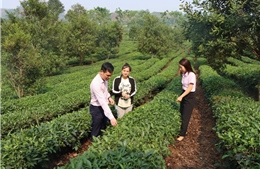 Tín dụng chính sách: Điểm tựa vững chắc giúp đồng bào Sơn La thoát nghèo