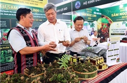Đà Nẵng lần đầu tổ chức lễ hội sâm Ngọc Linh và dược liệu quốc tế