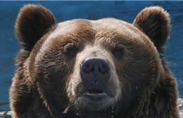 Gấu là &#39;tài nguyên chiến lược&#39; của an ninh Nga