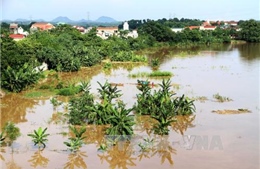 Nước sông Thao (Phú Thọ) dâng cao, nhiều tuyến đê bao bị tràn