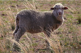 Cừu nhiễm phóng xạ lý giải quầng sáng bí ẩn trên Ấn Độ Dương 39 năm trước