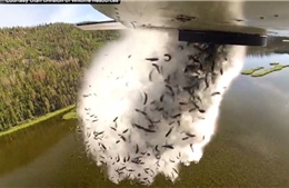 Cảnh tượng chưa từng thấy: Máy bay thả hàng triệu con cá xuống mặt hồ 