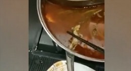 Thai phụ ớn lạnh khi vớt được chuột chết trong nồi lẩu
