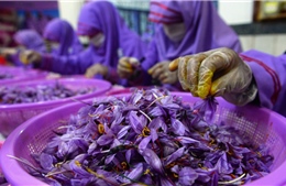 Nông dân trồng thuốc phiện ở Afghanistan đổi đời nhờ ‘thần dược Trung Đông’