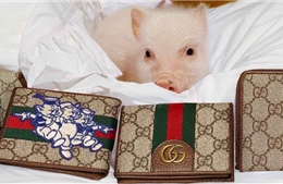 Mừng Tết Nguyên đán, các nhãn hiệu cao cấp ‘bồ kết’ biểu tượng lợn