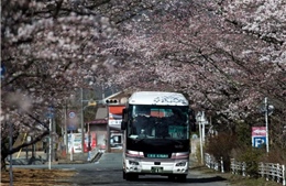 8 năm sau thảm họa hạt nhân, Fukushima hồi sinh đón người dân trở về