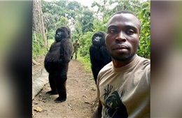 Tròn mắt xem khỉ đột Gorilla tạo dáng chuyên nghiệp như người