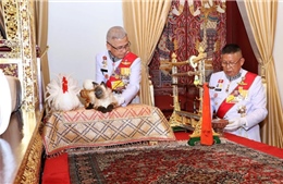 Nghi vấn Hoàng gia Thái Lan dùng mèo nhồi bông trong Lễ đăng cơ của Nhà Vua