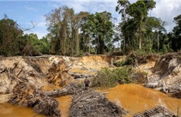 Nỗ lực bảo vệ rừng nhiệt đới Amazon trong cơn sốt vàng