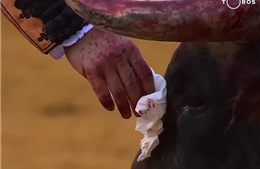 Tranh cãi đoạn video võ sĩ lau &#39;nước mắt&#39; cho bò tót trước khi giết con vật