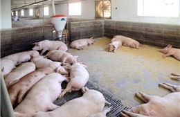 Triều Tiên nuôi thỏ lấy thịt, đối phó với dịch tả lợn châu Phi