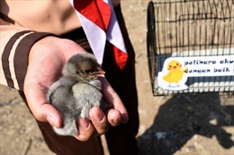 Indonesia tặng gà con giúp trẻ em ‘cai nghiện’ smartphone 