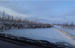 Mùa di cư, hàng nghìn con tuần lộc tràn ra đường gây tắc nghẽn ở Siberia 