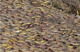 Châu chấu tre lưng vàng gây hại trên 270 ha ngô, tre luồng