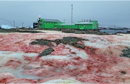 Tuyết nhuốm màu đỏ máu phủ kín ngoài trạm nghiên cứu Nam Cực