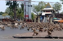 Thái Lan vắng khách du lịch mùa dịch, hàng trăm con khỉ hỗn chiến vì một quả chuối