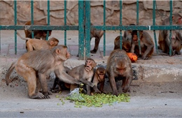 Video khỉ lấy cắp mẫu xét nghiệm COVID-19 từ tay nhân viên y tế Ấn Độ