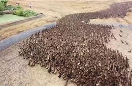 Đội quân vịt nghìn con diệt ốc sên trên cánh đồng lúa ở Thái Lan