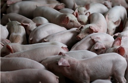 Các nhà khoa học Trung Quốc biến đổi gen lợn để ghép nội tạng cho người