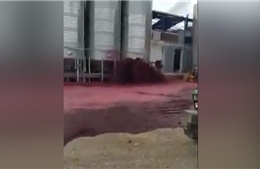 Rỏ rỉ bồn chứa, 50.000 lít rượu vang nhuốm đỏ mặt đất