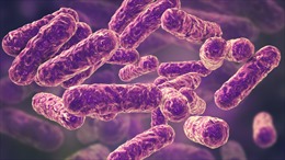 Giới khoa học tái cấu trúc vi khuẩn tiêu diệt mầm bệnh thay vì tấn công tế bào