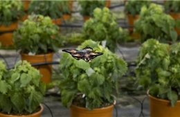Dùng drone tự động đuổi bướm bảo vệ mùa màng