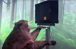 Khỉ được cấy chip vào não chơi điện tử điêu luyện
