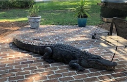 Florida cảnh giác trước mùa cá sấu tìm bạn tình