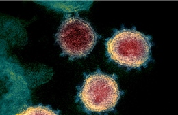 Ca mắc hiếm gặp khi nhiễm cùng lúc 2 biến thể của virus SARS-CoV-2
