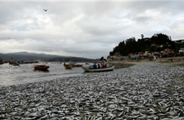 Giải mã bí ẩn hàng nghìn xác cá &#39;nhuộm&#39; bạc bờ biển Chile