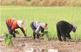 Trung Quốc ngăn chặn nạn đói với lúa nước mặn