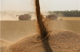 Trung Quốc dỡ bỏ toàn bộ lệnh cấm nhập khẩu lúa mì của Nga