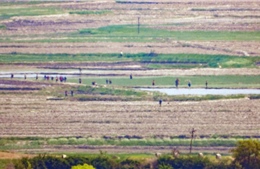 Triều Tiên duy trì hoạt động sản xuất nông nghiệp bất chấp phong tỏa