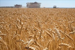 Nga ra điều kiện xuất khẩu lương thực ngăn khủng hoảng thế giới
