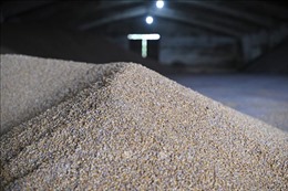 Mỹ lên kế hoạch xây kho chứa dọc biên giới Ukraine giải phóng ngũ cốc