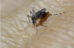 Singapore nuôi 5 triệu con muỗi mỗi tuần để đối phó dịch sốt xuất huyết