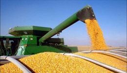 Mỹ và Ukraine tìm đường xuất khẩu cho hàng triệu tấn ngũ cốc bị kẹt bởi xung đột
