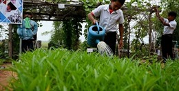 Vườn rau sân trường ươm mầm kỹ năng sống cho học sinh Campuchia
