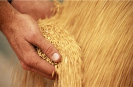 Lo ngại về số phận thỏa thuận ngũ cốc Ukraine đẩy giá lúa mì tăng cao