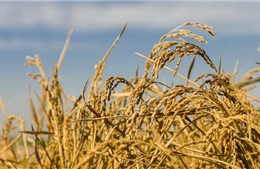 Trung Quốc giới thiệu giống lúa mới cho thu hoạch nhiều năm, không cần gieo hạt lại